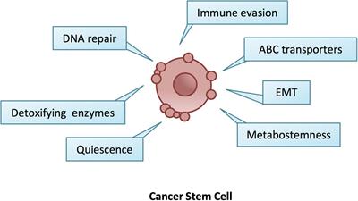 Meeting the Challenge of Targeting Cancer Stem Cells